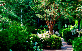 Растительность во "Vnukovo Country Club"